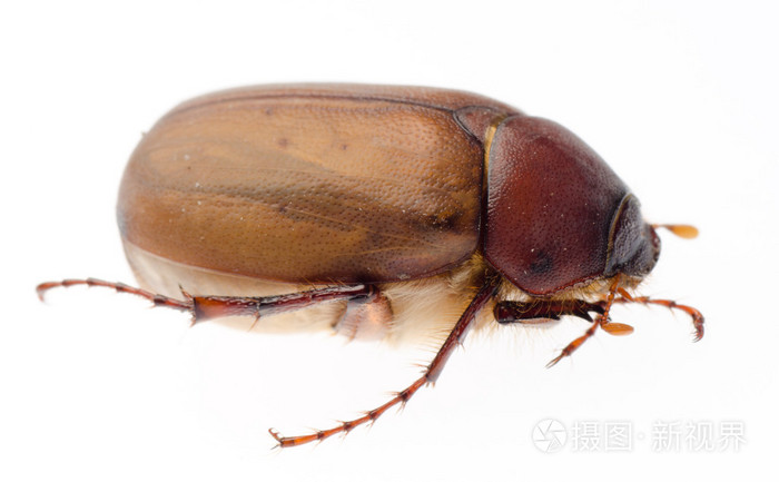 棕色6月甲虫