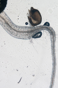 植物拟南芥南芥根组织微照片