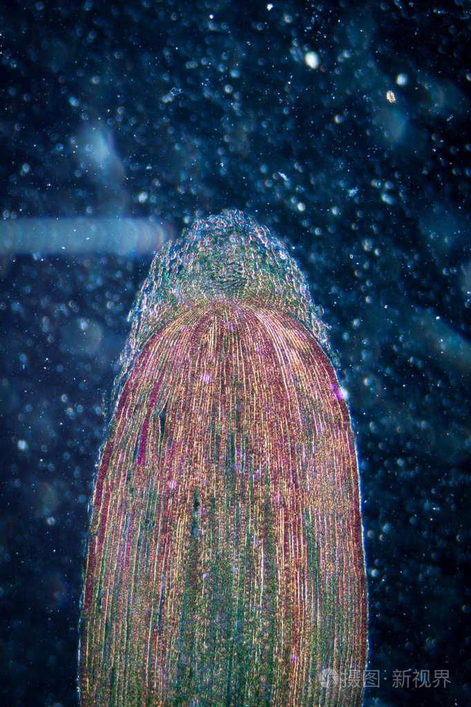 显微镜下植物根尖组织照片 正版商用图片05ovk0 摄图新视界