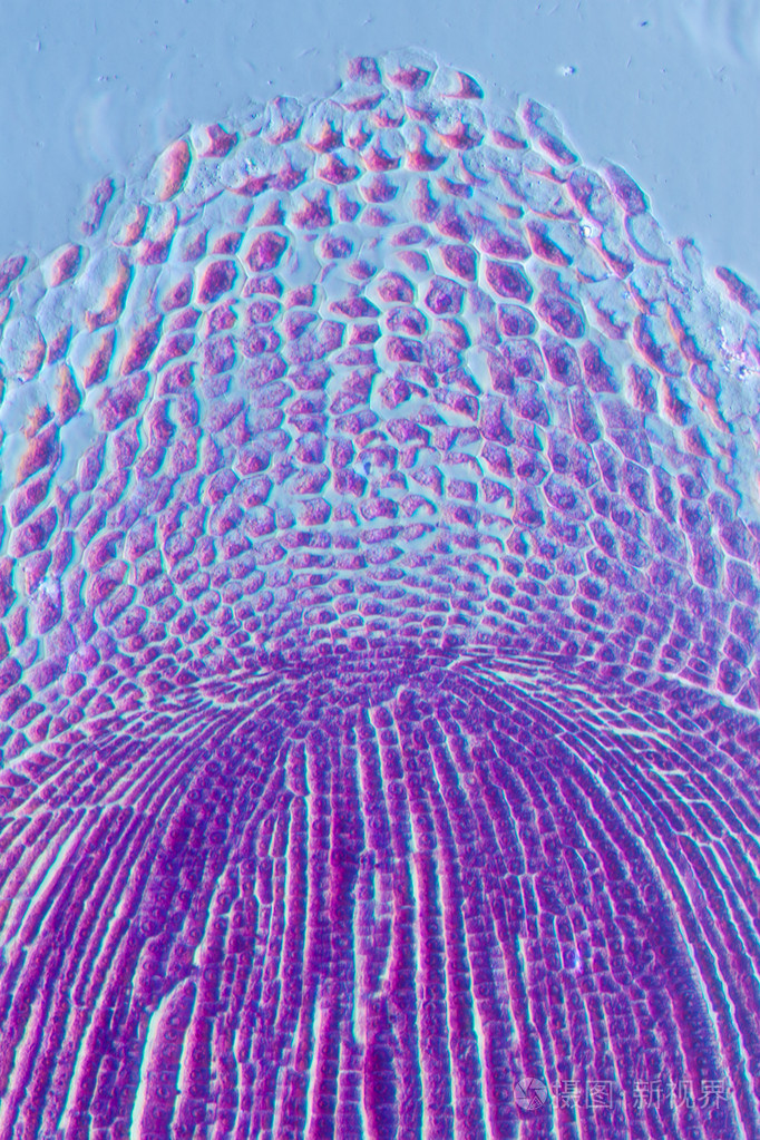显微镜下植物根尖组织照片 正版商用图片05ovkb 摄图新视界