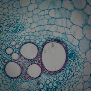 显微镜显微镜下植物组织，南瓜干