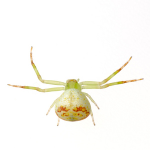绿色蟹蜘蛛