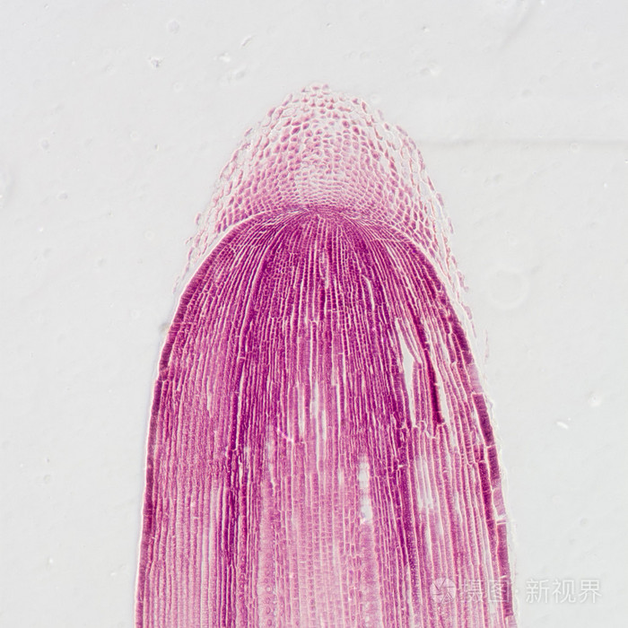 显微镜下植物根尖组织细胞照片 正版商用图片05ovmh 摄图新视界