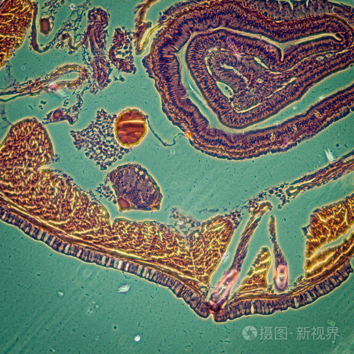 显微镜下蚯蚓横切