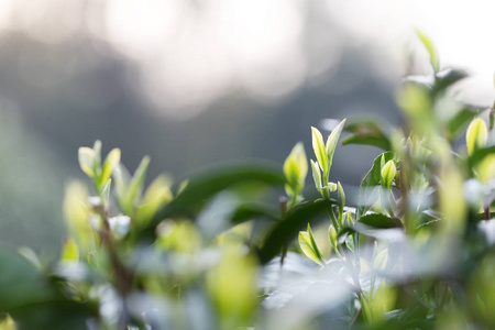 茶叶在种植园里的阳光梁