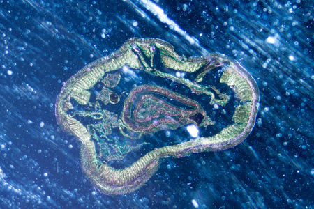 显微镜下蚯蚓横切