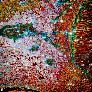 显微镜玉米胚芽