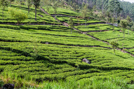 斯里兰卡哈普特莱附近山区的茶叶种植园