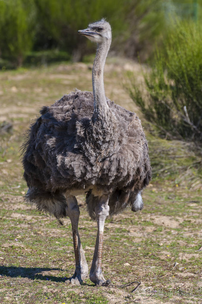 鸵鸟长脖子和巨大的腿在一只驼鸟养殖场