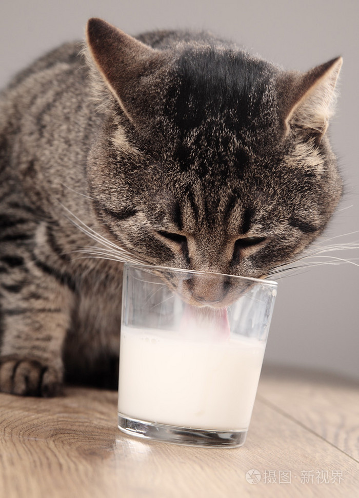 猫喝牛奶