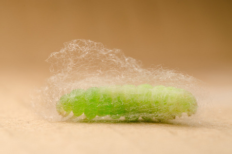 茧的毛虫图片