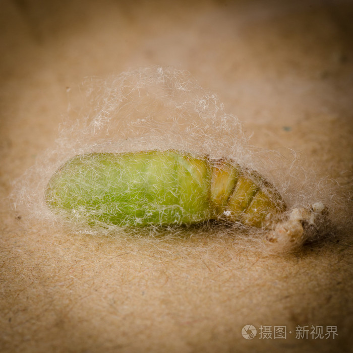 中丝茧的毛虫