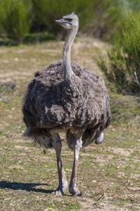 鸵鸟长脖子和巨大的腿在一只驼鸟养殖场