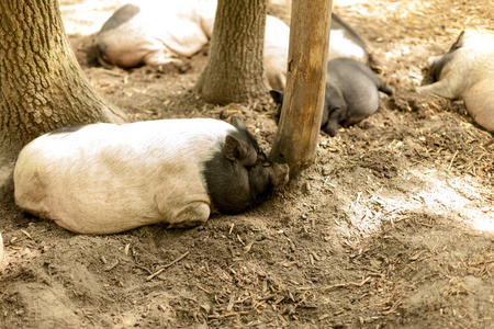 农场里的猪。猪场快乐猪在阳光下休息