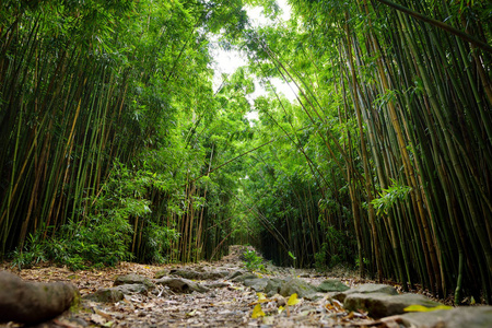 美国夏威夷毛伊岛茂密竹林小径