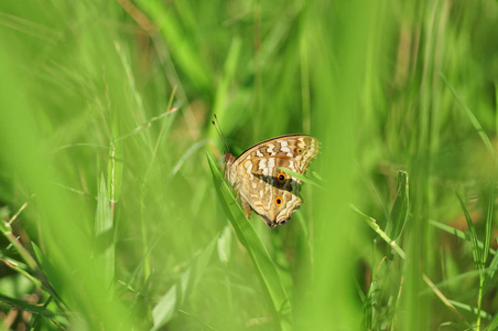 蝴蝶附着在草地上