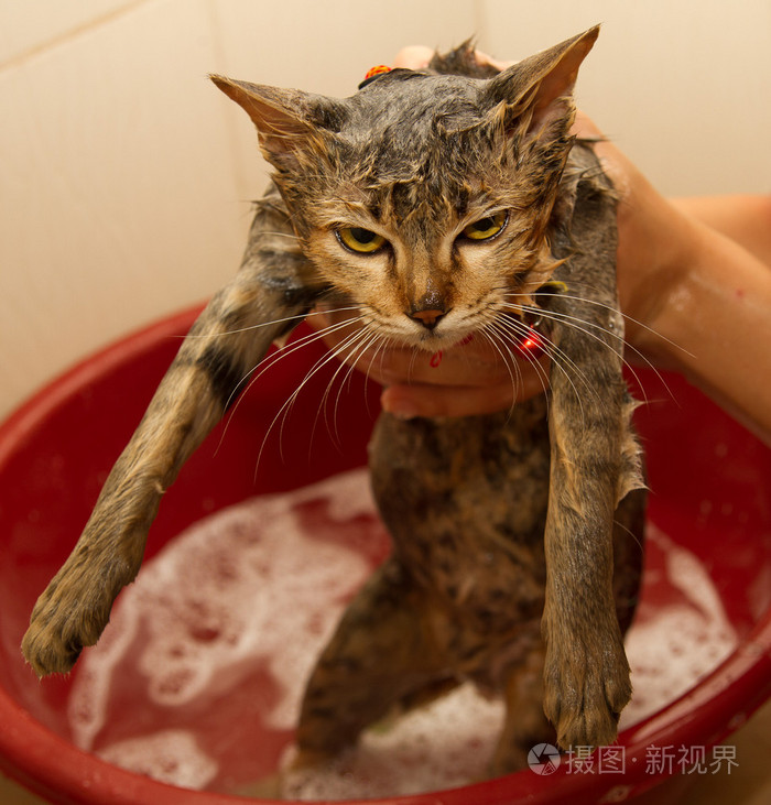 在淋浴间的湿的猫小猫照片-正版商用图片05p095-摄图新视界