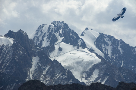 山鹰傲然于高顶照片