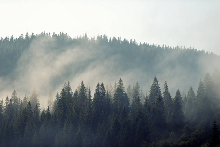 风景优美的山地森林覆盖物由雾观