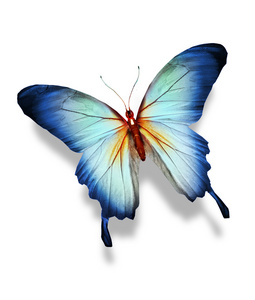 蓝蝴蝶翅膀图片-蓝蝴蝶翅膀素材-蓝蝴蝶翅膀插画-摄图新视界