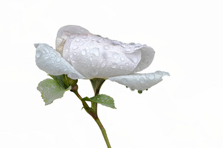 盛开的玫瑰上的雨滴