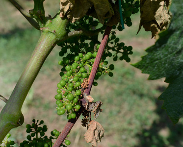 卡塞塔意大利未成熟葡萄的葡萄园观