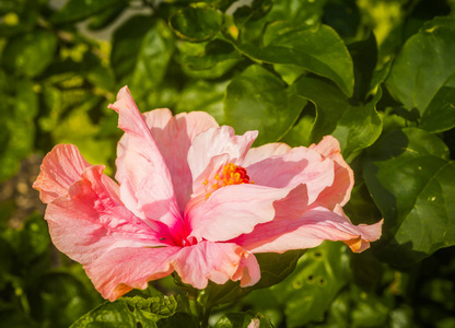 绿叶背景粉红色芙蓉花