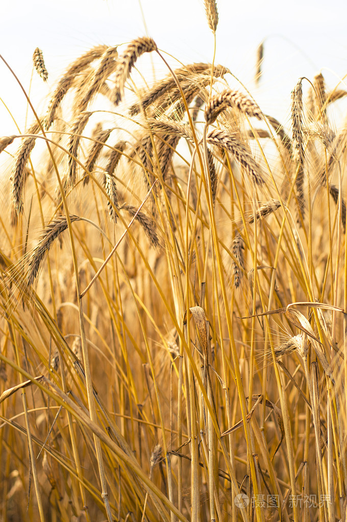 小麦成熟