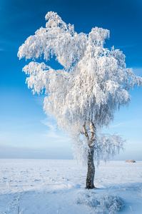 树木覆盖着霜