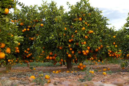 橙子树照片图片