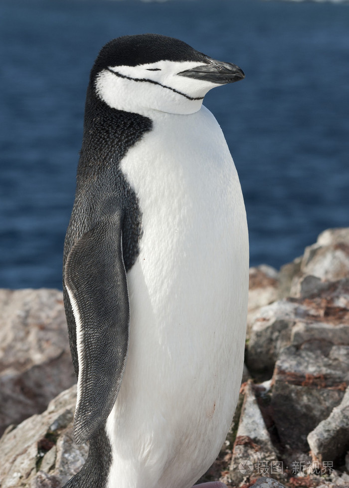 对海洋的南极企鹅的肖像