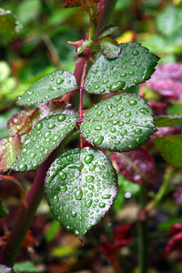 绿色露水湿的叶子图片
