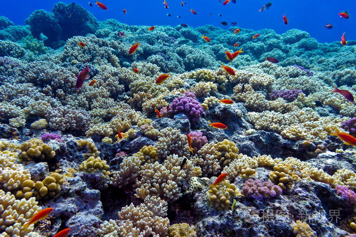 多彩的珊瑚礁与硬珊瑚底部的红海