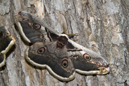 巨型孔雀蛾silkmoth 皇帝gonimbrasia tyrrhea, 美丽的大飞蛾从非洲
