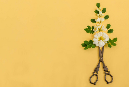 白色花和复古剪刀的原始的构成在黄色背景的花瓶.最小的样式.
