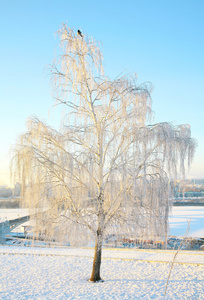 冬季大雪覆盖桦木中强的霜与蓝蓝的天空