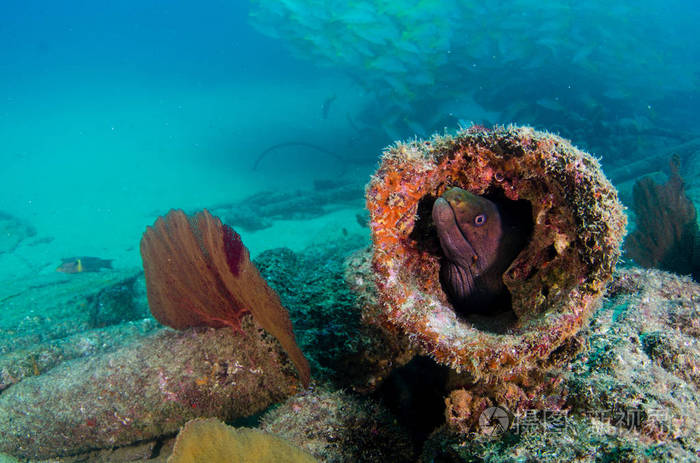 Panamic 绿色的马里鳗鱼 Gymnothorax castaneus, 嘴宽开放休息的海洋礁, 太平洋海洋。墨西哥 P