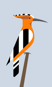 Hoopoe 坐在