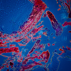 昆虫的身体显微镜下的昆虫身体的横断面,飞蛾毛毛虫照片