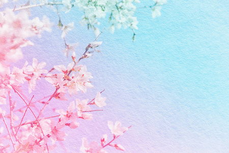 春白樱花树的肌理背景照片