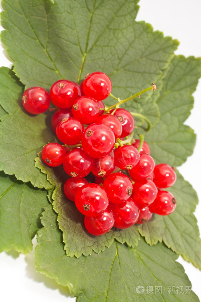 在叶子上的红醋栗