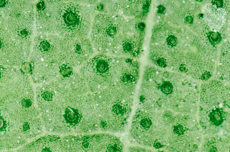 绿叶与呼吸细胞气孔