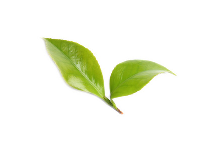 白色背景茶树绿叶图片
