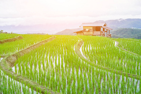 泰国 Chaingmai 梅果酱村的顶层梯田稻田