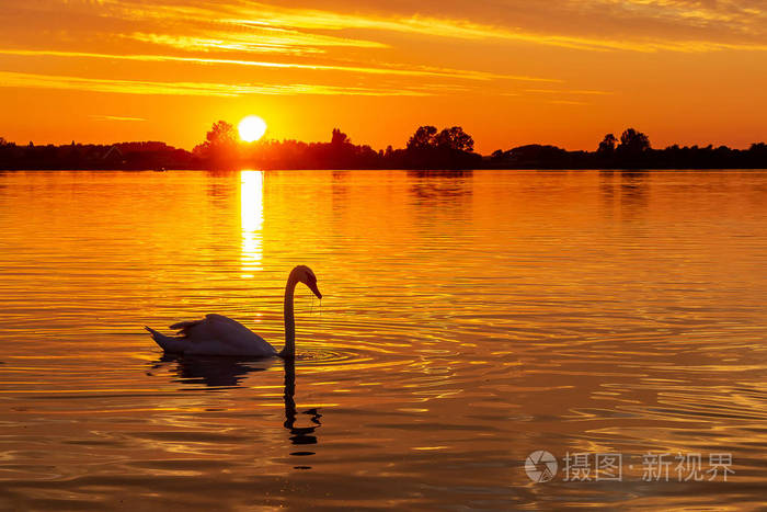 Zoetermeerse plas 湖美丽日落期间天鹅剪影