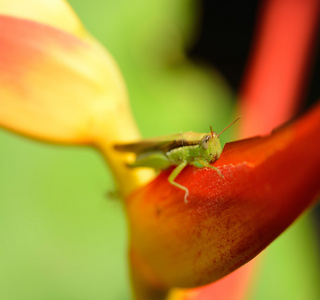 蚂蚱上一朵花