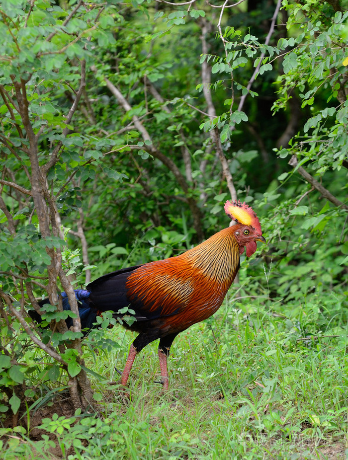 野生的公鸡