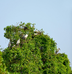 热带鸟苍鹭
