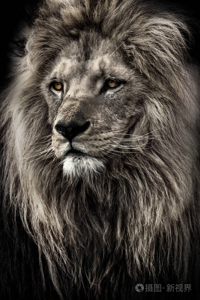 肖像黑色和白色狮子与突出的眼睛