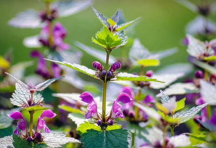 Lamium maculatum 植物通常被称为斑点死荨麻